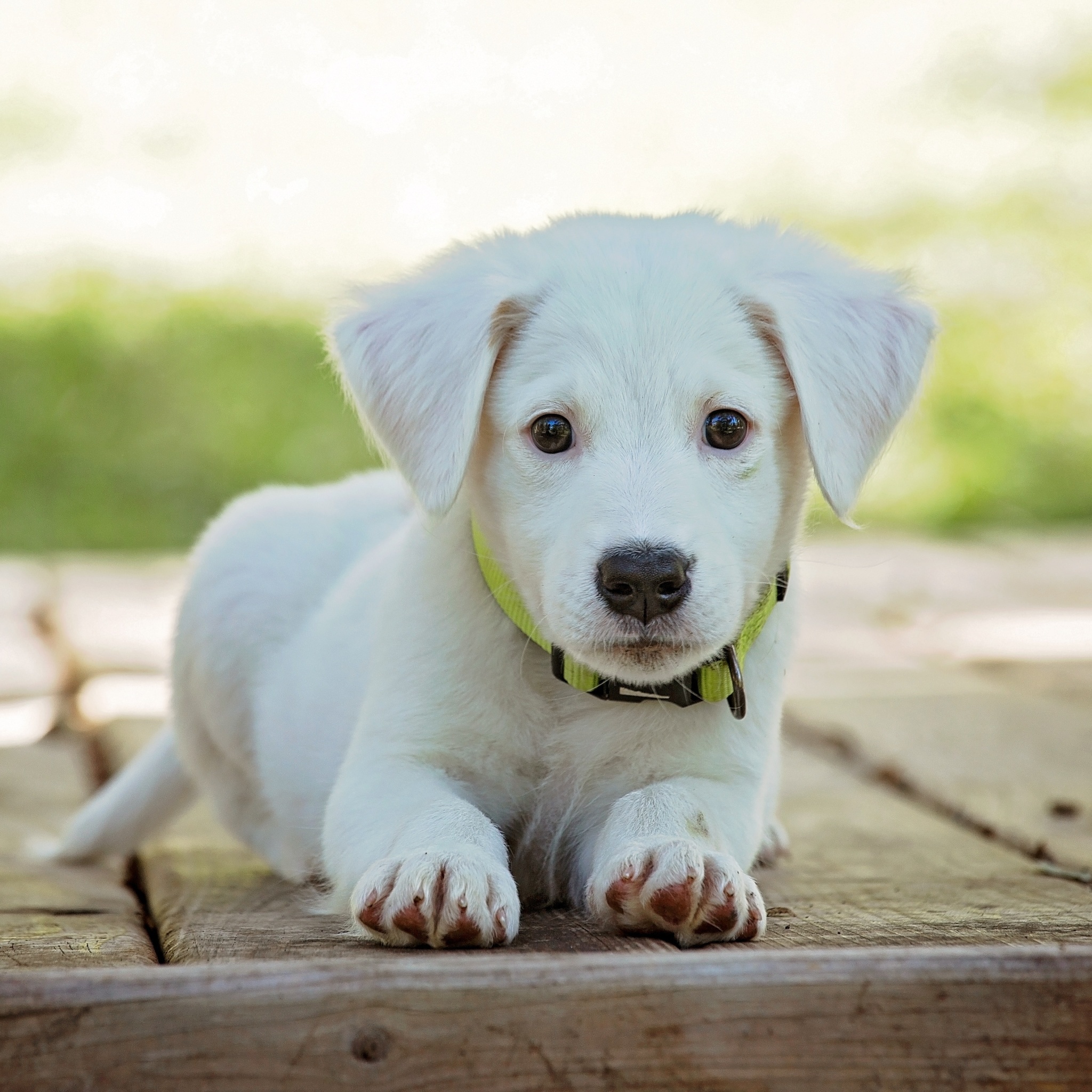 Обои White Puppy 2048x2048