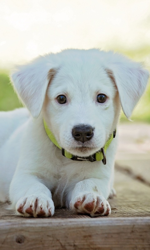 White Puppy wallpaper 480x800