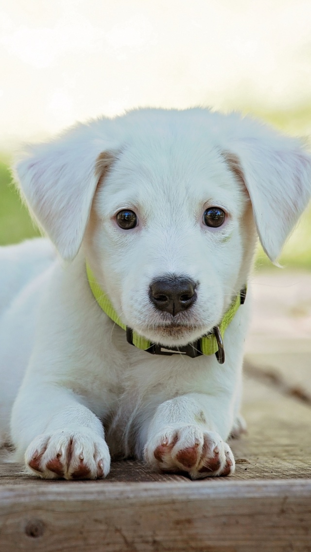Fondo de pantalla White Puppy 640x1136