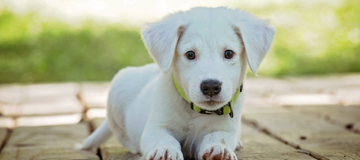 Das White Puppy Wallpaper 720x320