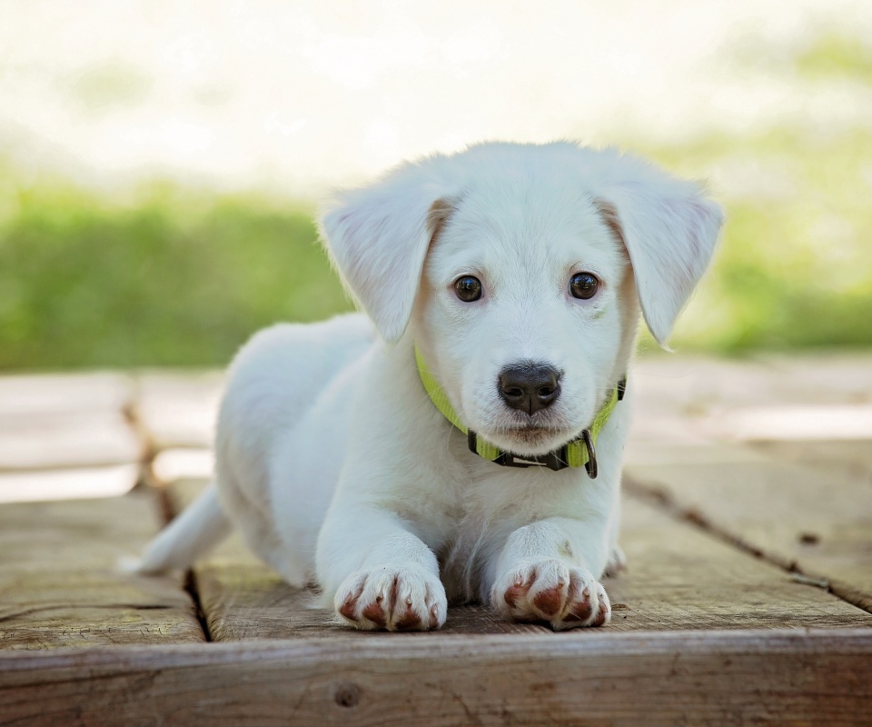 Fondo de pantalla White Puppy 960x800