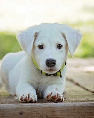 Kostenloses White Puppy Wallpaper für iPhone 6 Plus