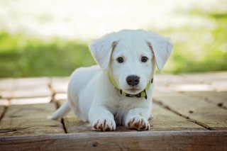 White Puppy Wallpaper for Android, iPhone and iPad