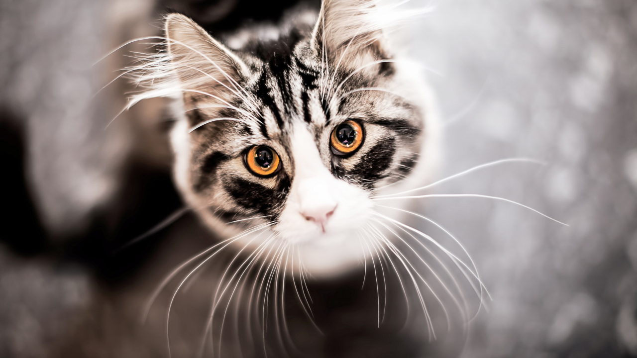 Screenshot №1 pro téma Cat With Orange Eyes 1280x720