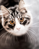 Screenshot №1 pro téma Cat With Orange Eyes 128x160