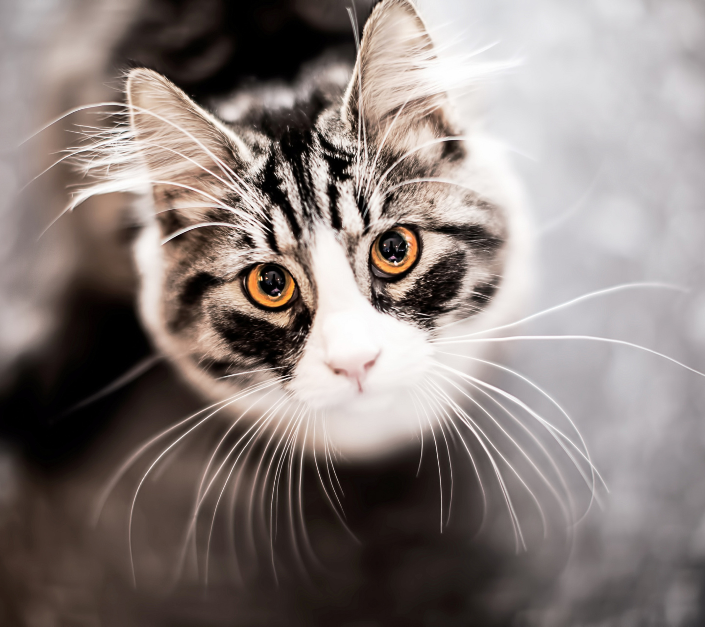 Sfondi Cat With Orange Eyes 1440x1280