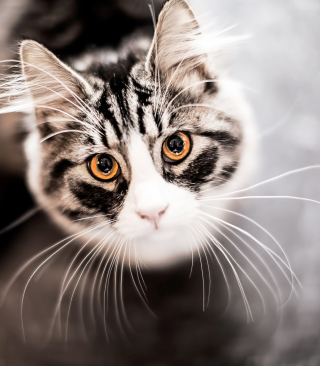 Cat With Orange Eyes sfondi gratuiti per Nokia Asha 306