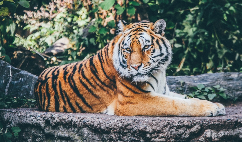 Siberian Tiger screenshot #1 1024x600