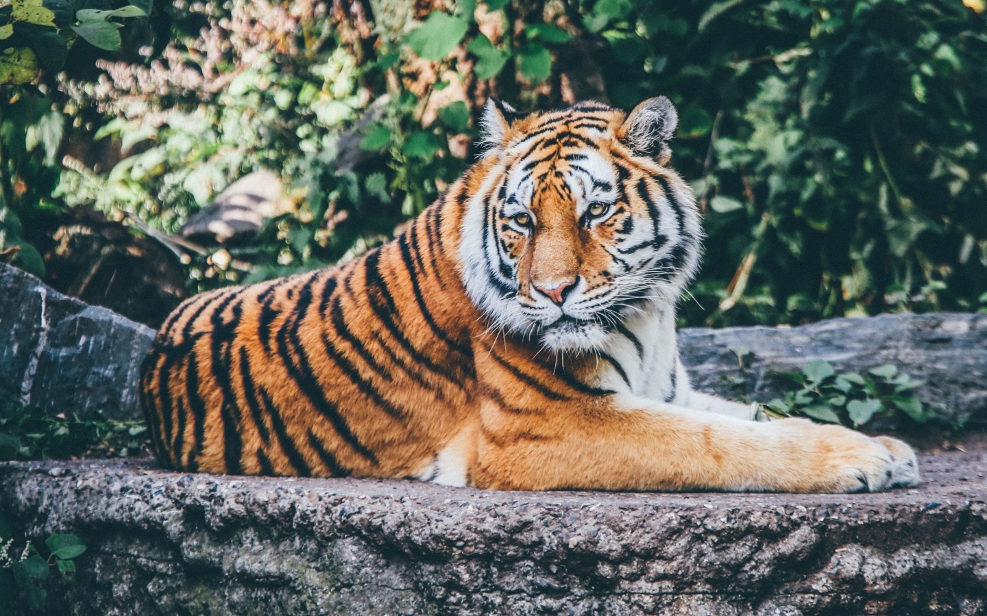 Sfondi Siberian Tiger 1440x900