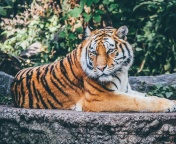 Fondo de pantalla Siberian Tiger 176x144