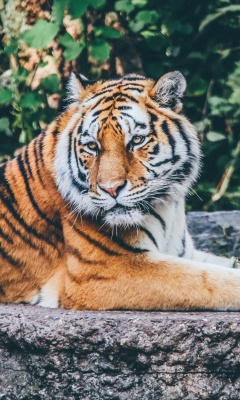 Fondo de pantalla Siberian Tiger 240x400