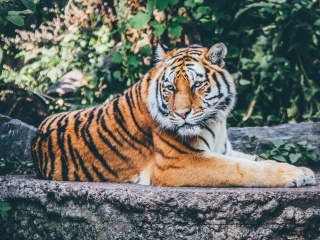 Das Siberian Tiger Wallpaper 320x240