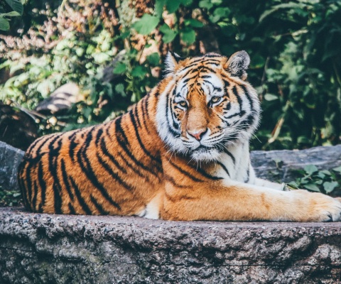 Siberian Tiger screenshot #1 480x400