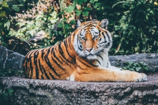 Siberian Tiger papel de parede para celular 