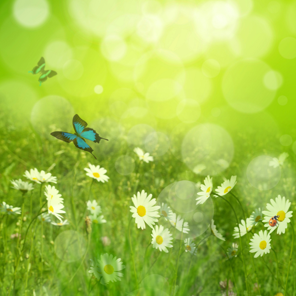 Fondo de pantalla Summer Meadow 1024x1024