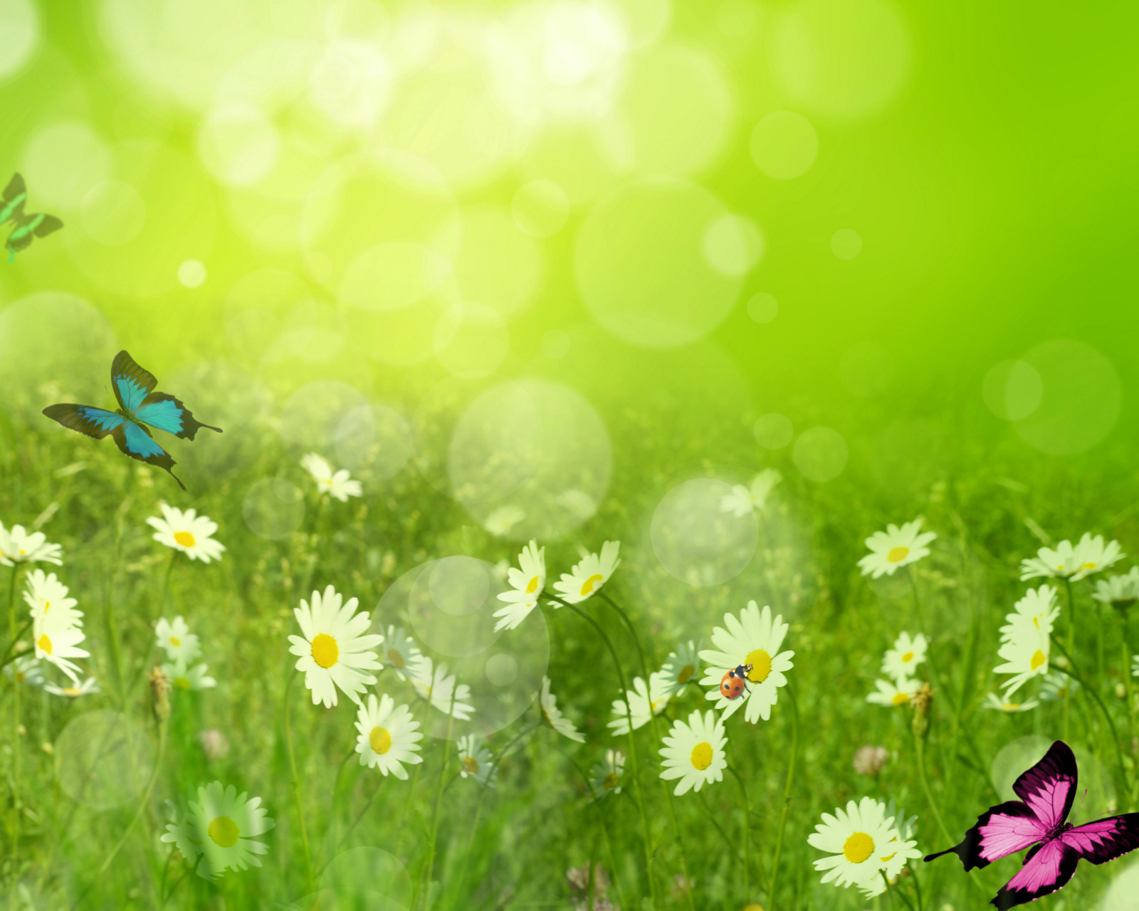 Summer Meadow wallpaper 1600x1280