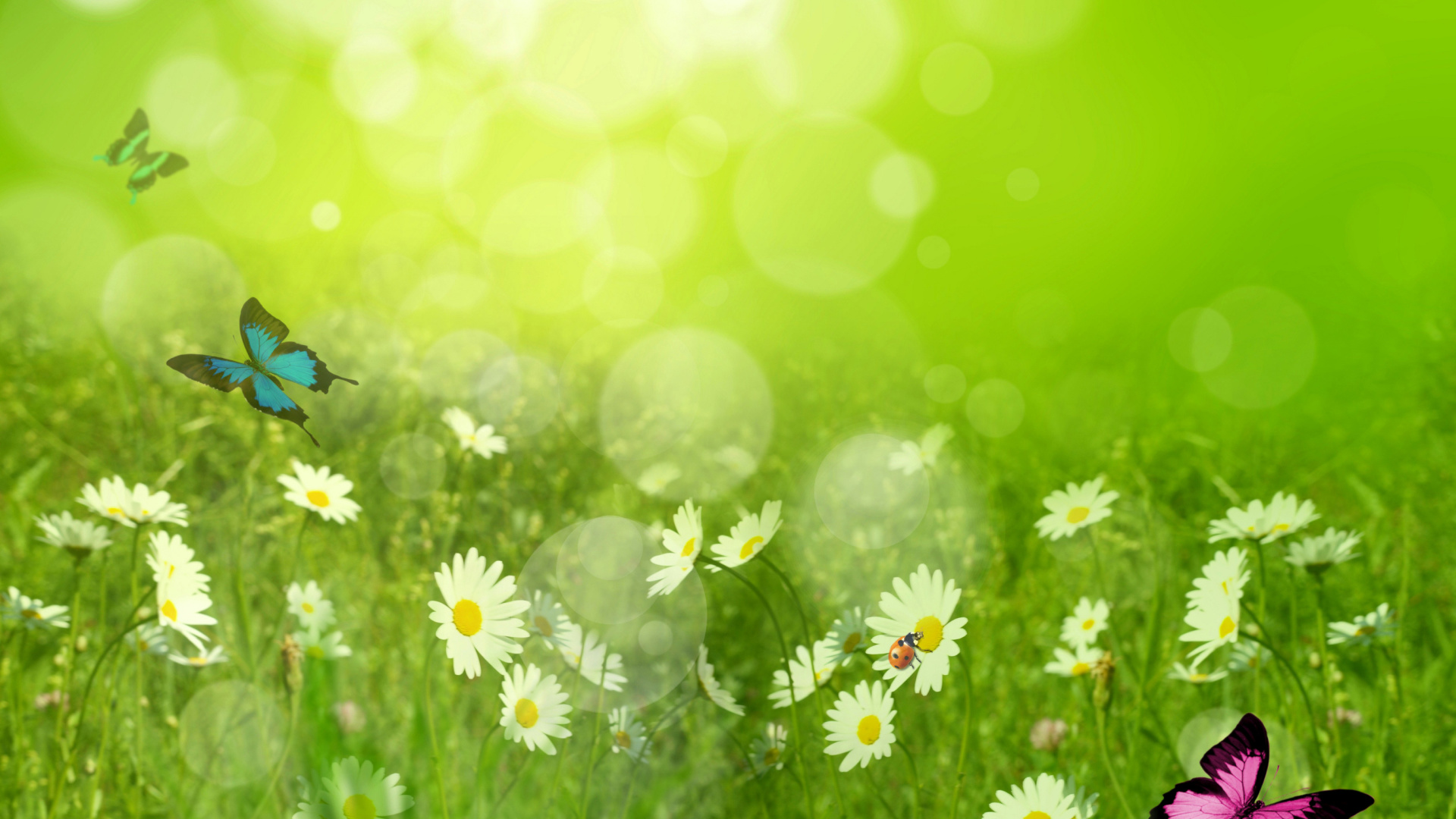 Summer Meadow wallpaper 1920x1080