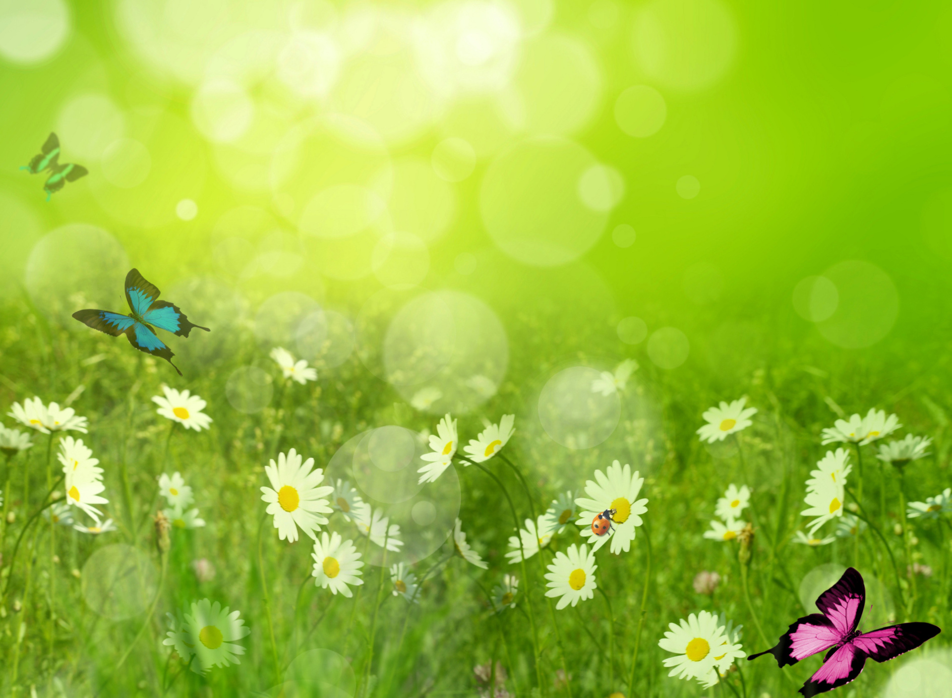 Das Summer Meadow Wallpaper 1920x1408