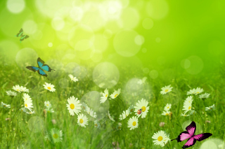 Summer Meadow Wallpaper for Android, iPhone and iPad