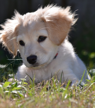 Cute Puppy sfondi gratuiti per Nokia Asha 305