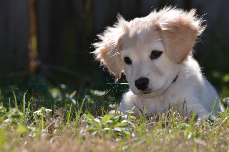 Fondo de pantalla Cute Puppy