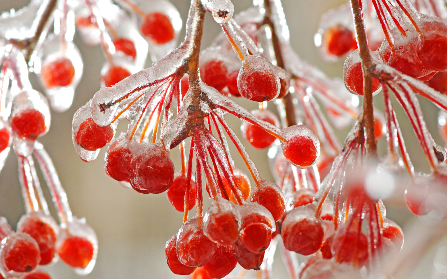 Fondo de pantalla Berries In Ice 1440x900