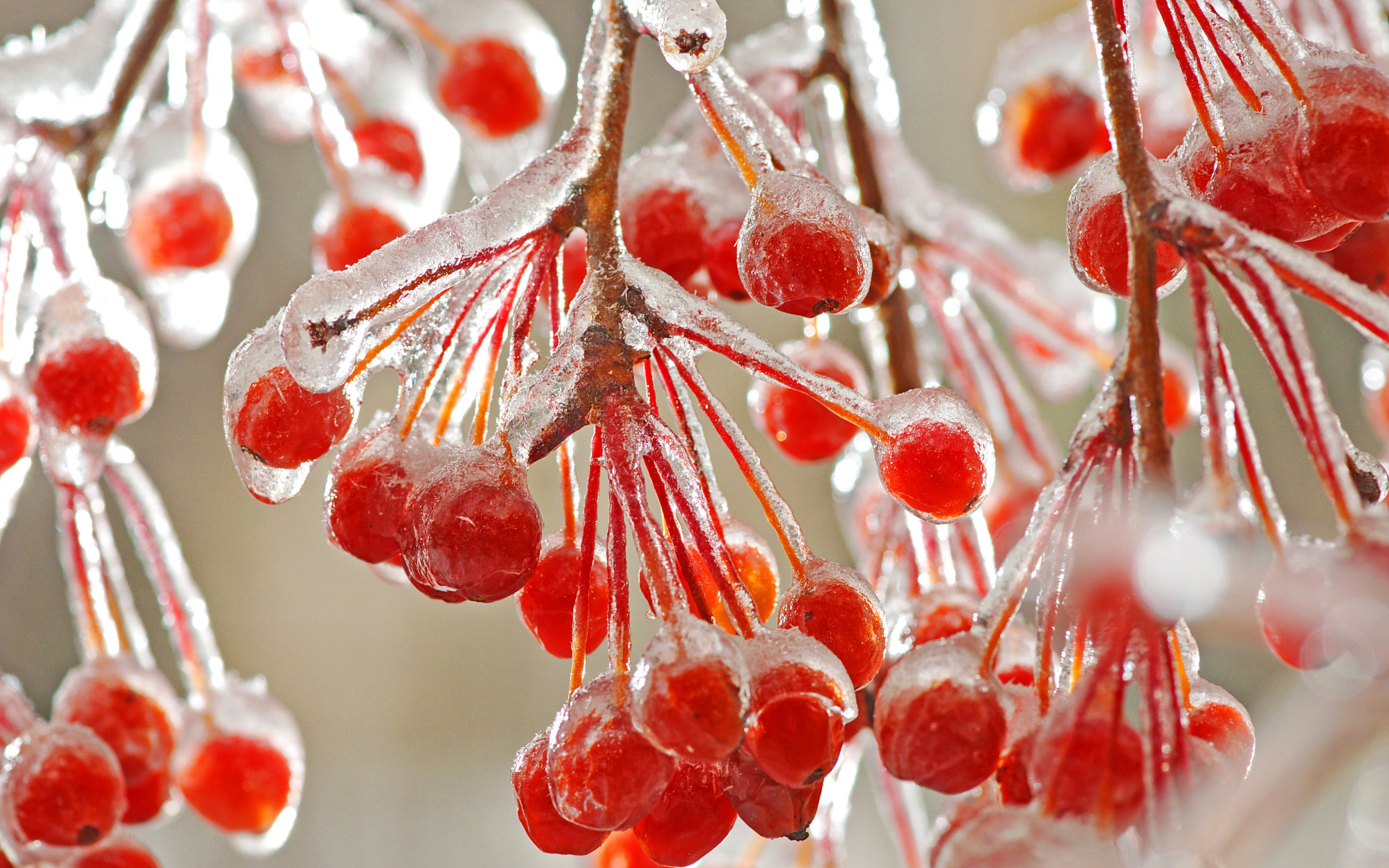Sfondi Berries In Ice 1920x1200