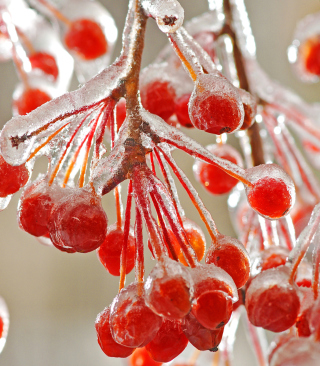 Kostenloses Berries In Ice Wallpaper für Nokia C-Series