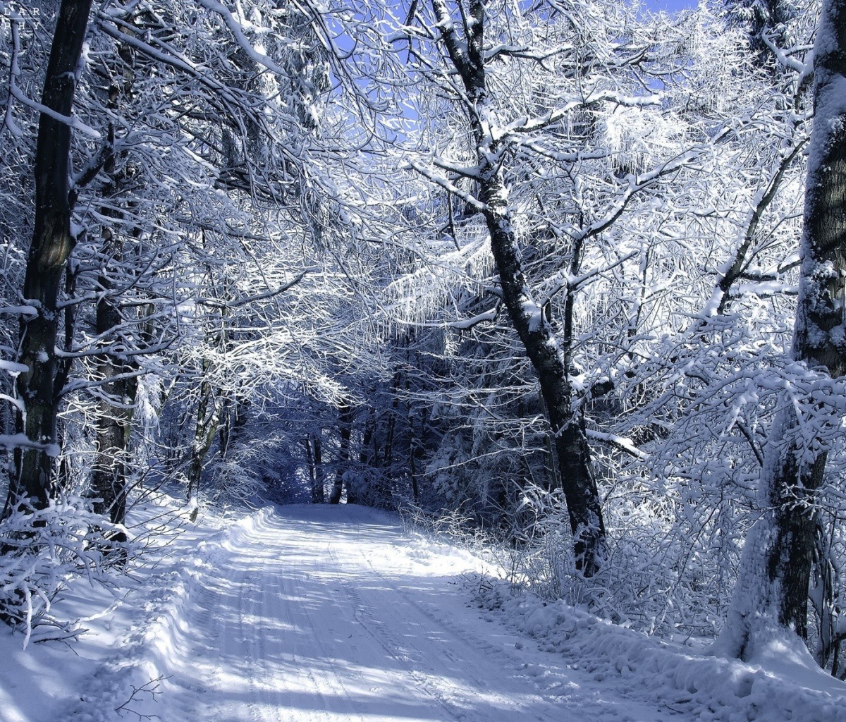 Fondo de pantalla Winter Road in Snow 1200x1024
