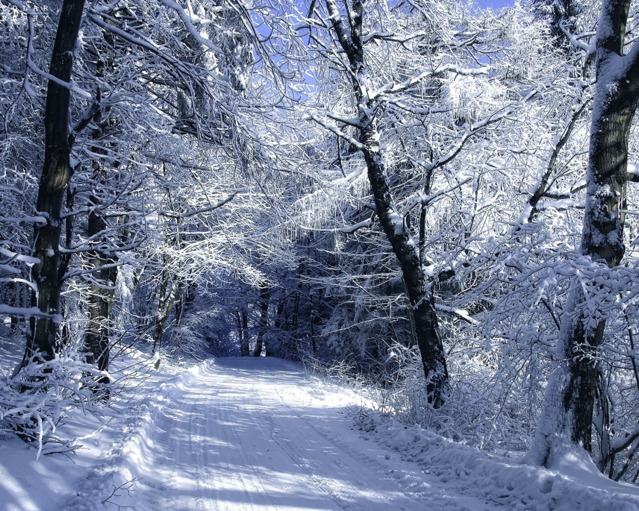 Winter Road in Snow wallpaper 1280x1024