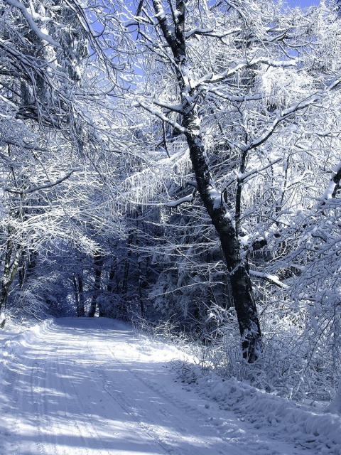Screenshot №1 pro téma Winter Road in Snow 480x640