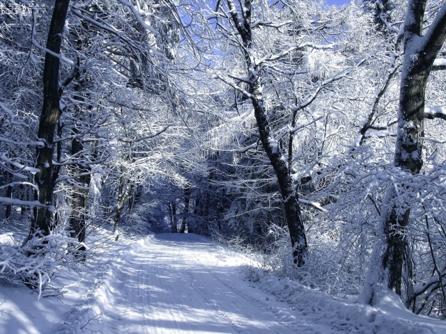 Обои Winter Road in Snow 640x480