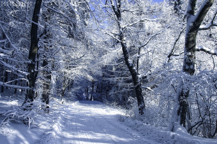 Winter Road in Snow wallpaper