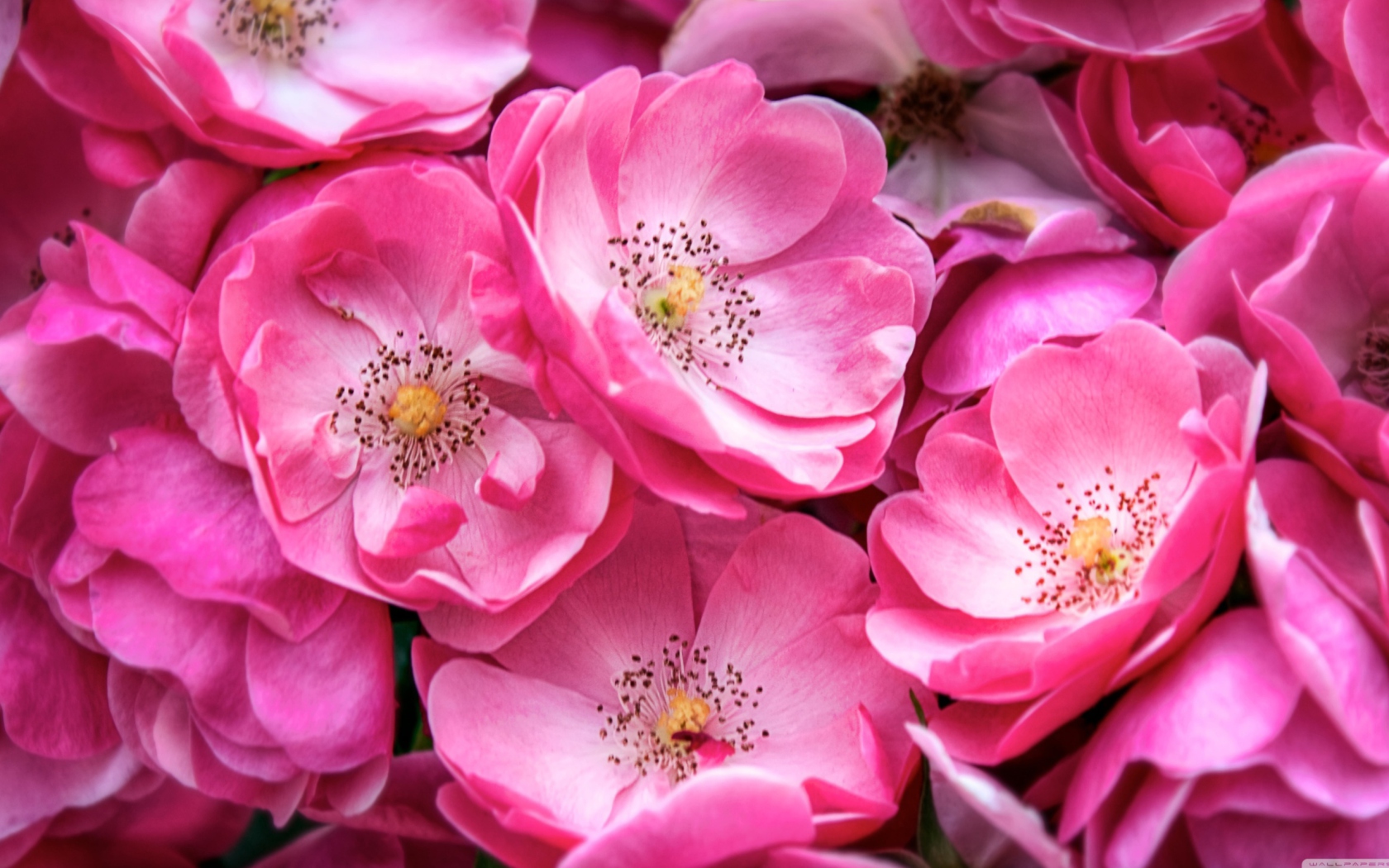 Screenshot №1 pro téma Beautiful Wild Roses 1680x1050