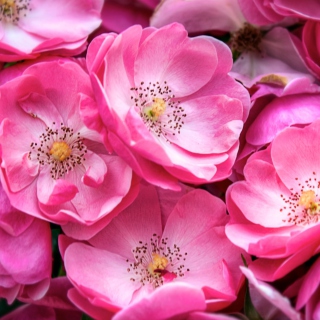 Обои Beautiful Wild Roses на телефон iPad 2