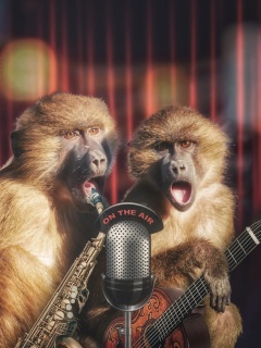 Fondo de pantalla Monkey Concert 240x320