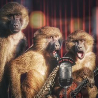 Monkey Concert sfondi gratuiti per 1024x1024