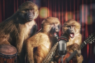 Monkey Concert Background for Android, iPhone and iPad