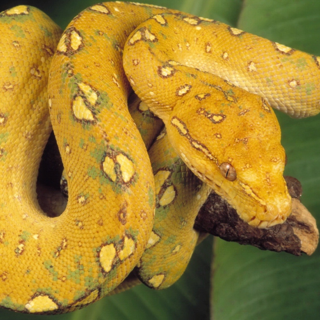 Das Yellow Snake Wallpaper 1024x1024