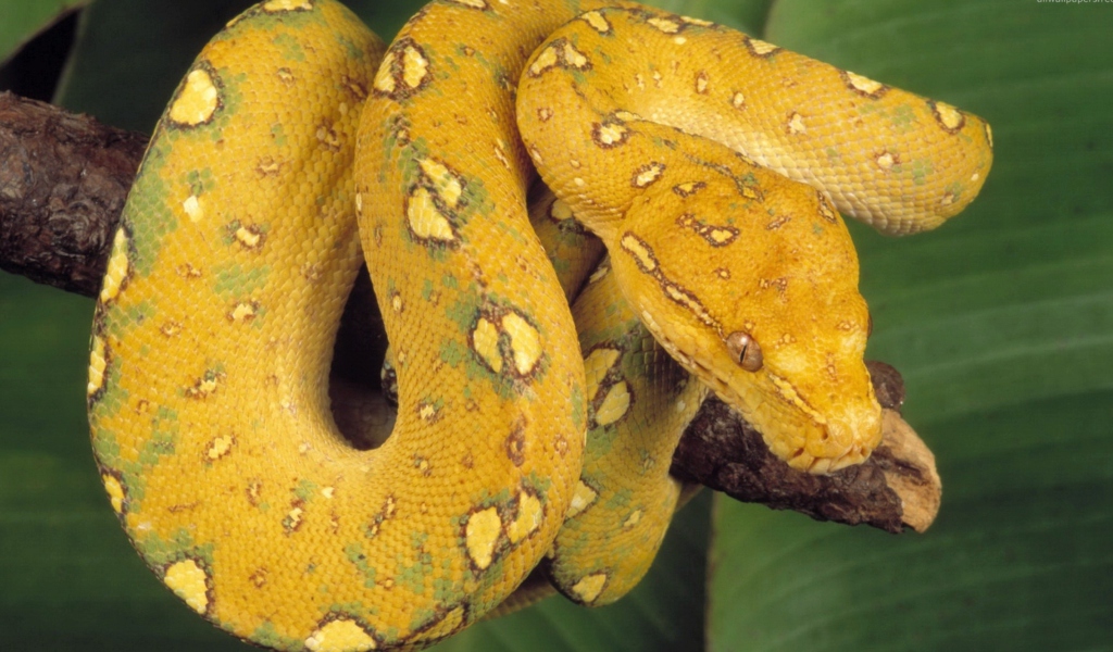 Обои Yellow Snake 1024x600
