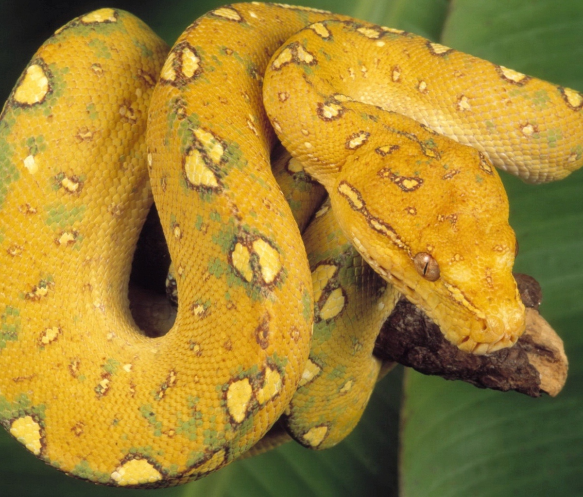 Fondo de pantalla Yellow Snake 1200x1024