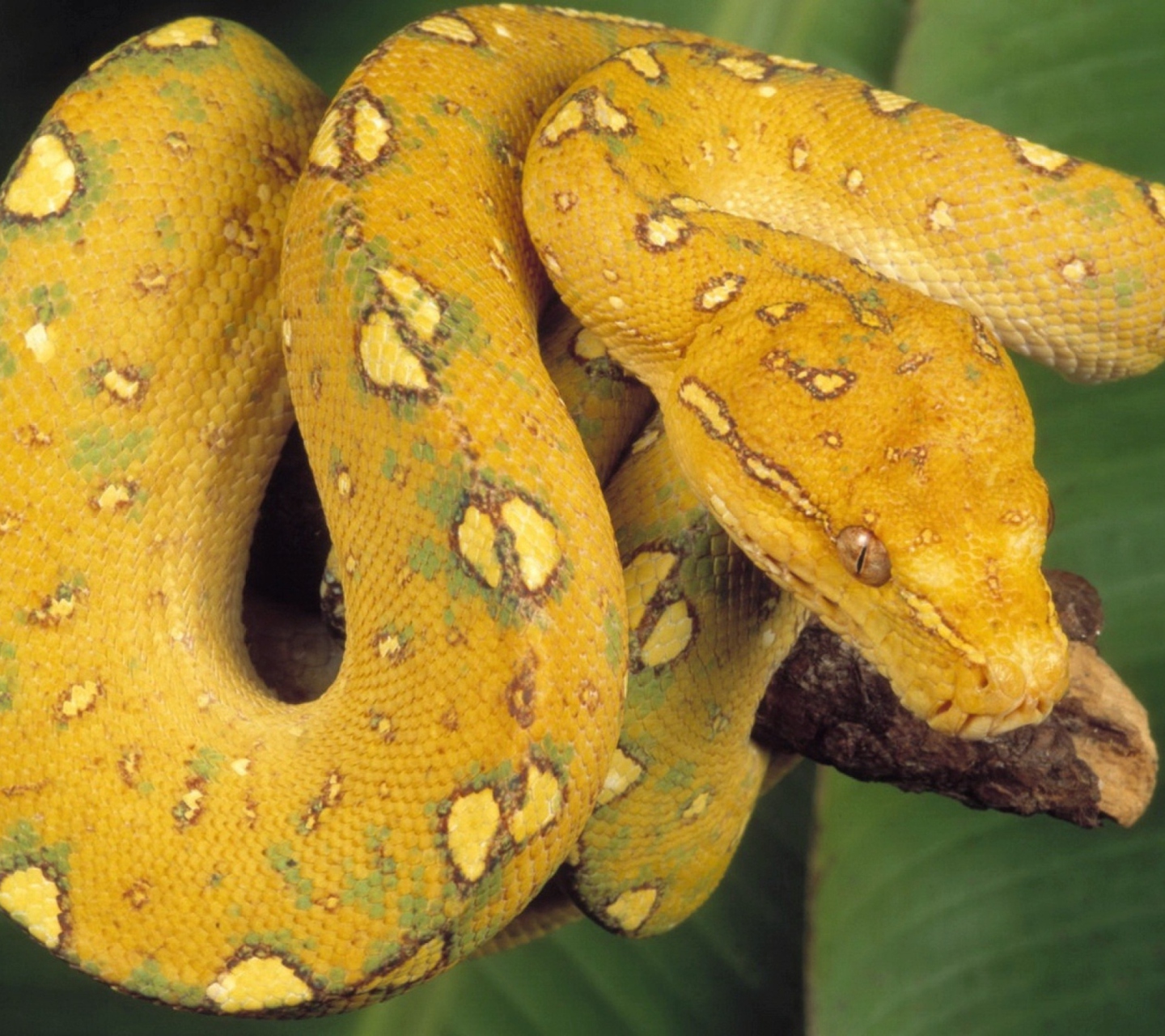 Yellow Snake wallpaper 1440x1280