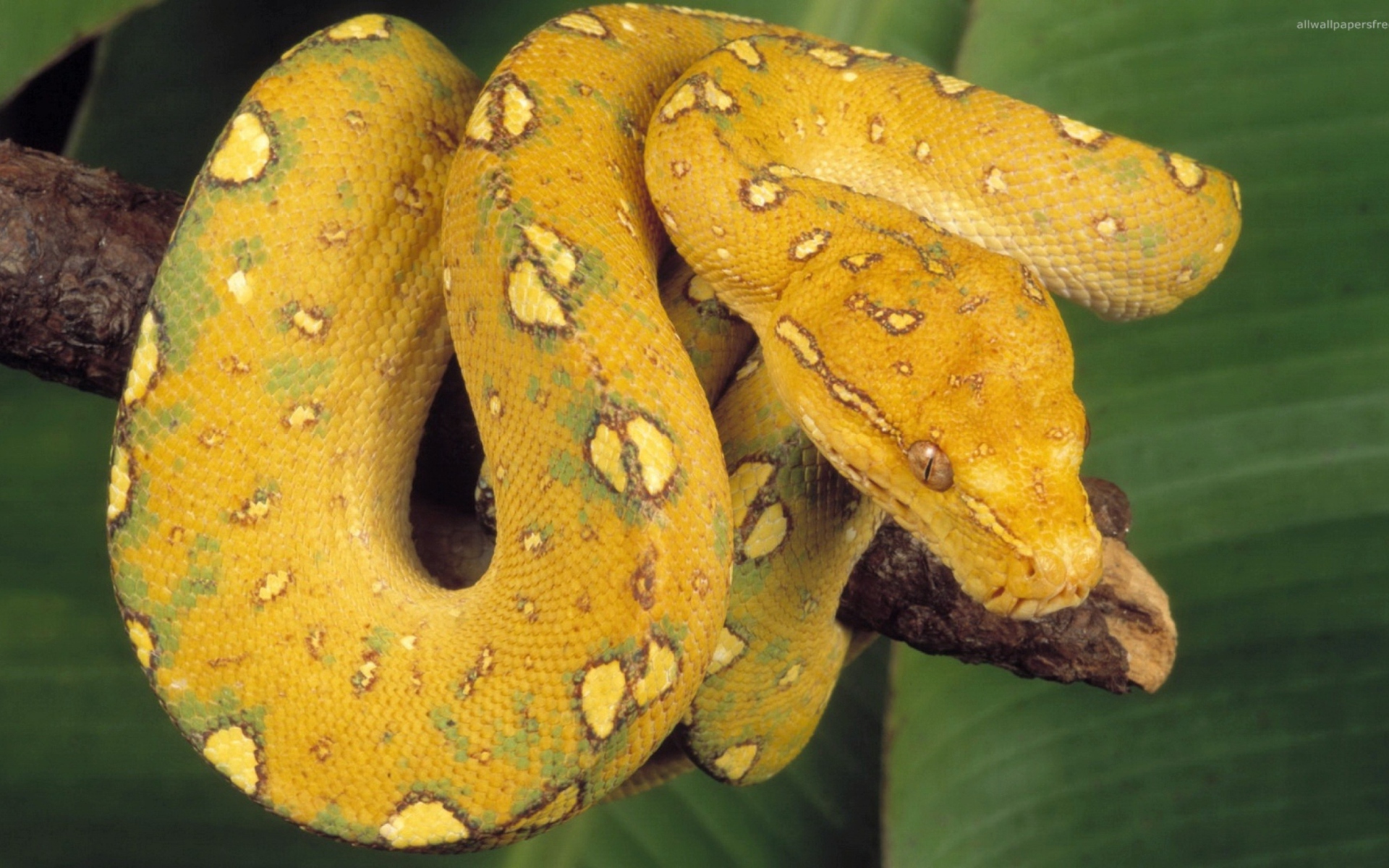 Yellow Snake wallpaper 1920x1200