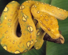 Yellow Snake wallpaper 220x176