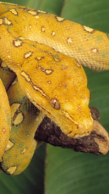 Sfondi Yellow Snake 360x640