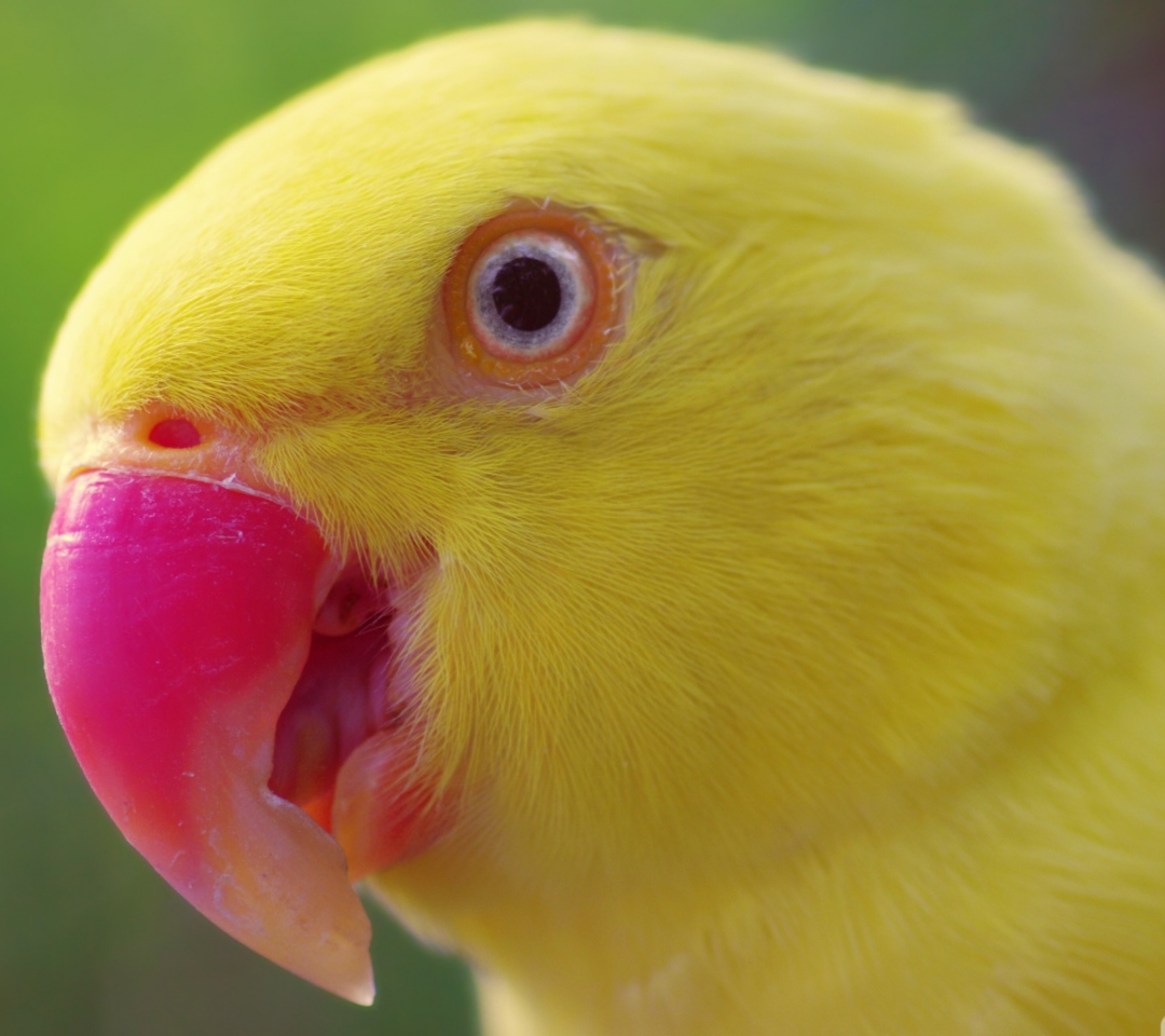 Обои Yellow Parrot- 1080x960