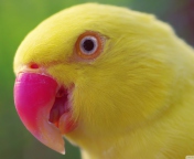 Screenshot №1 pro téma Yellow Parrot- 176x144