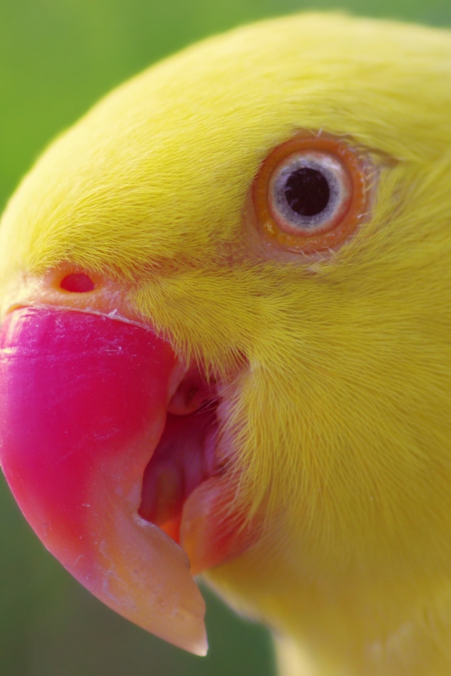 Обои Yellow Parrot- 640x960