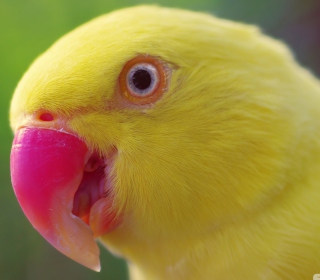 Yellow Parrot- - Obrázkek zdarma pro 1024x1024
