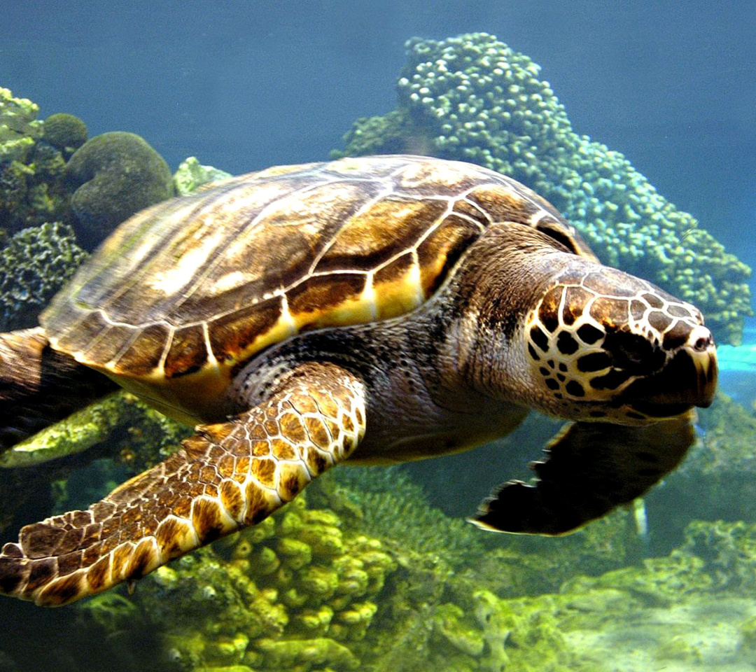 Das Turtle Snorkeling in Akumal, Mexico Wallpaper 1080x960